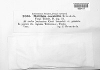 Pirottaea caesiella image